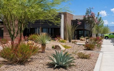 Choosing Heat-Tolerant Plants for Tucson Commercial Landscapes