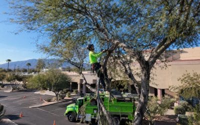 Summer Tree Pruning: What Commercial Property Owners Should Know