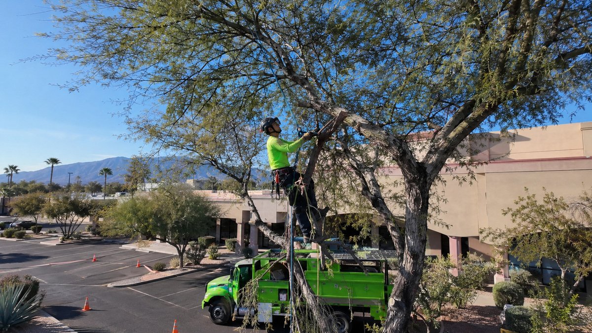 Summer Tree Pruning What Commercial Property Owners Should Know Summer Tree Pruning: What Commercial Property Owners Should Know