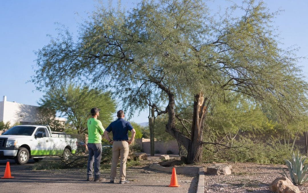 When Tree Removal Is Safer Than Tree Pruning