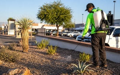 Why Pre-Emergent Weed Control Matters Before Summer